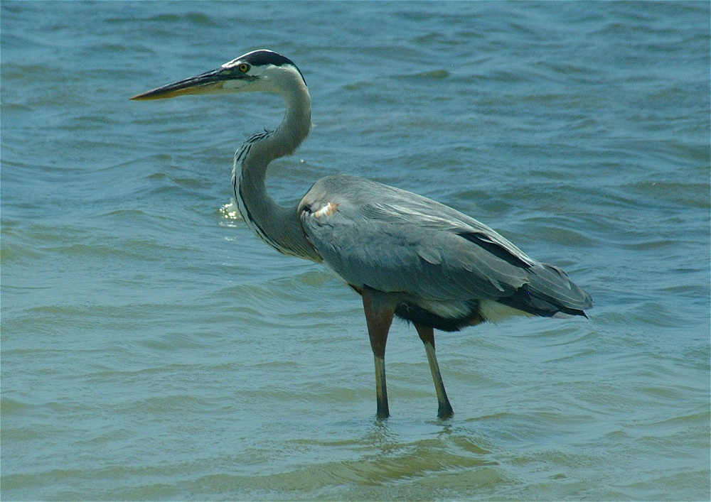 (29) Dscf5294 (great blue heron).jpg   (1000x707)   276 Kb                                    Click to display next picture